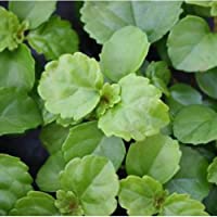 Los mejores  - Planta del dinero - 1Ud. - Maceta de 25cm